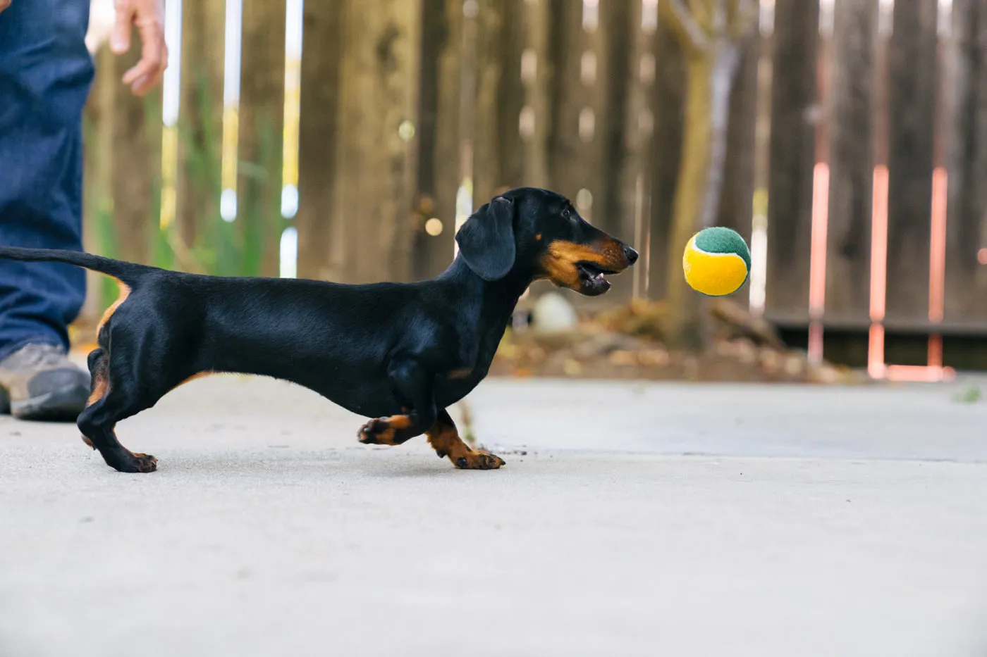 Dog Tennis Balls