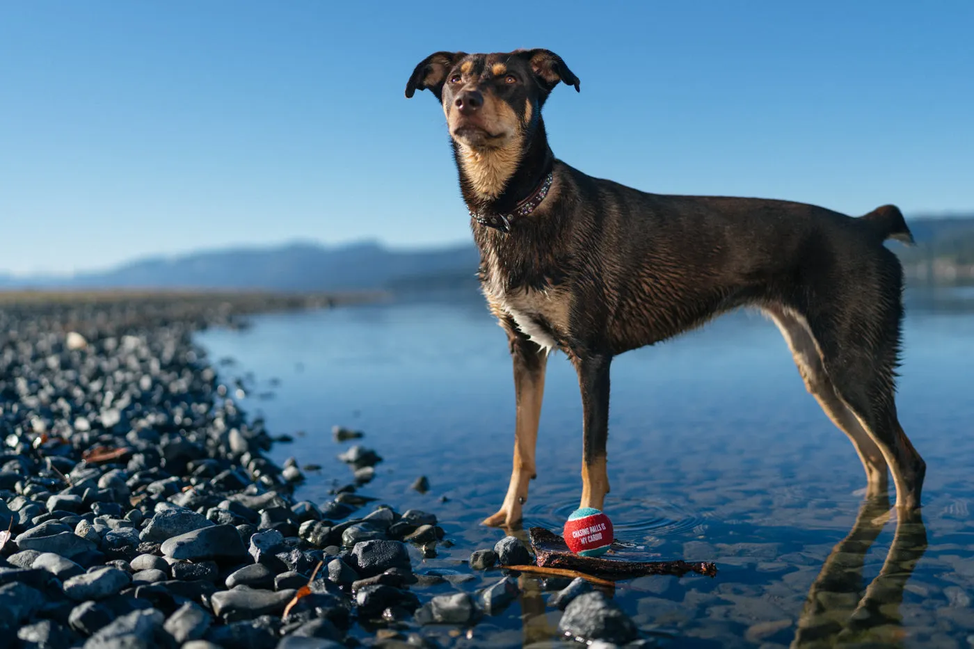 Dog Tennis Balls