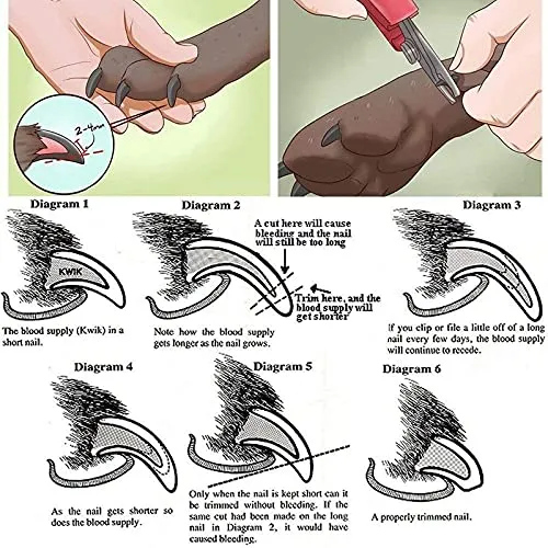 Pet Claw and Nails Clippers